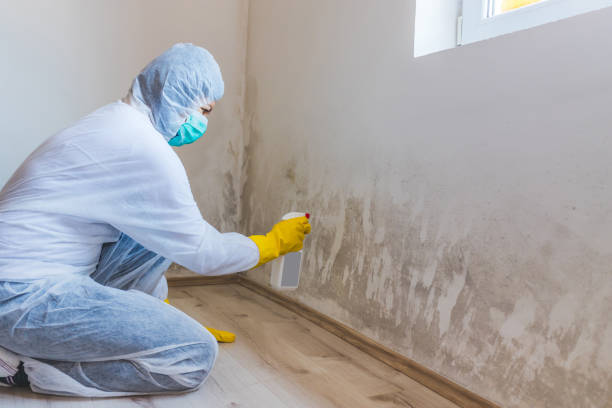 Licensed Bathroom Mold Removal service in Hamilton, VA - Mold Remediation HQ