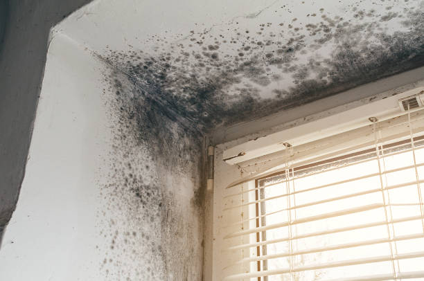 Affordable Bathroom Mold Removal solutions in Hamilton, VA